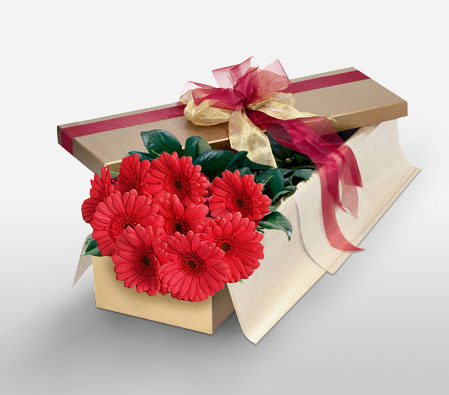 Adored - Red Gerberas-Red,Gerbera,Arrangement