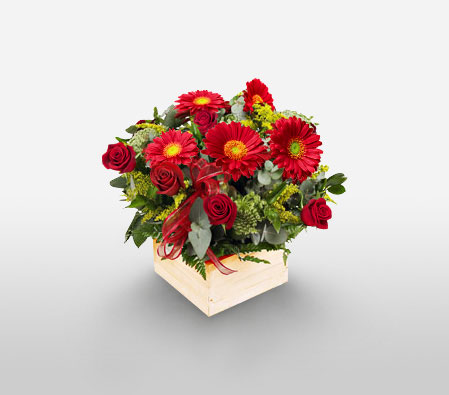 African Passion-Green,Red,Daisy,Gerbera,Rose,Arrangement