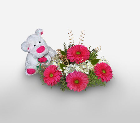 Pompeii-Pink,White,Daisy,Gerbera,Teddy,Bouquet