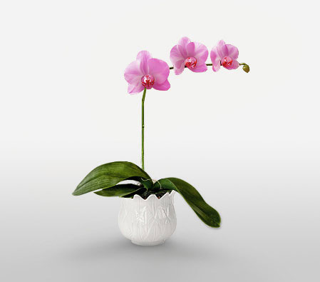 Phalaenopsis Plant In Purple-Plant