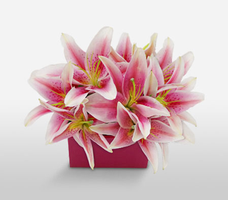 Pink Fairy-Pink,Lily,Arrangement